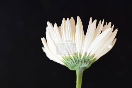 Photo for Beautiful  gerbera flower on dark background, summer concept, close view - Royalty Free Image