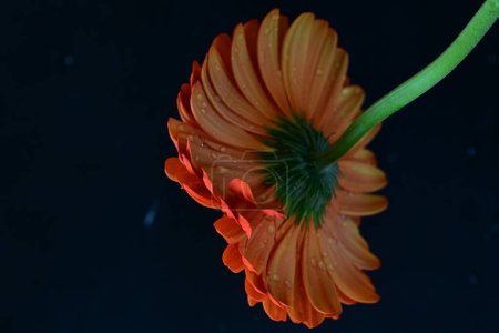Photo for Beautiful  gerbera flower on dark background, summer concept, close view - Royalty Free Image