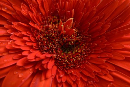 Téléchargez les photos : Belle fleur de gerbera sur fond sombre, concept d'été, vue rapprochée - en image libre de droit