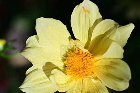 Téléchargez les photos : Close - vue en gros plan de la belle fleur jaune fleurie - en image libre de droit
