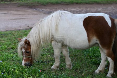 Foto de Hermoso pony en la granja - Imagen libre de derechos