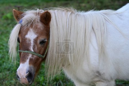 Téléchargez les photos : Beau petit poney dans la ferme - en image libre de droit