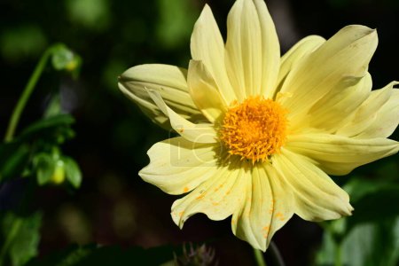 Photo for Beautiful yellow flowers in the garden - Royalty Free Image