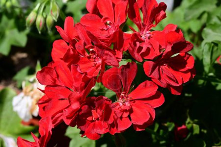 Foto de Hermosas flores rojas en el jardín - Imagen libre de derechos