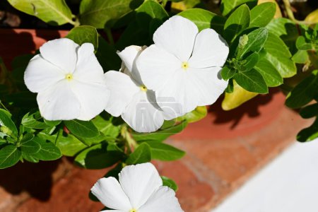 Foto de Flores blancas en el jardín - Imagen libre de derechos