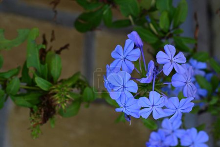 Téléchargez les photos : Fleurs bleues dans le jardin - en image libre de droit