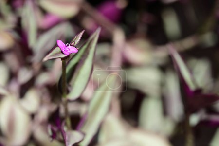 Téléchargez les photos : Belles fleurs violettes poussant dans le jardin - en image libre de droit