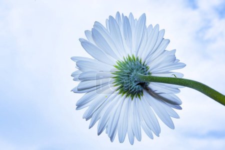 Téléchargez les photos : Belle fleur gerbera sur fond de ciel bleu - en image libre de droit