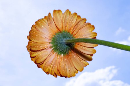 Téléchargez les photos : Belle fleur gerbera sur fond de ciel bleu - en image libre de droit
