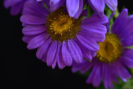 Téléchargez les photos : Belles fleurs violettes sur fond sombre - en image libre de droit