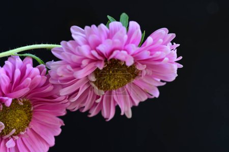 Photo for Beautiful pink flowers on dark background - Royalty Free Image