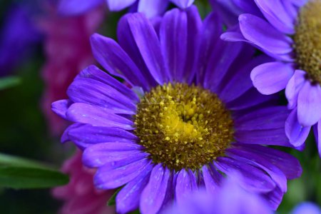 Photo for Beautiful purple flowers in the garden - Royalty Free Image