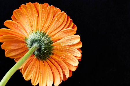 Téléchargez les photos : Belle fleur de gerbera orange sur fond sombre - en image libre de droit
