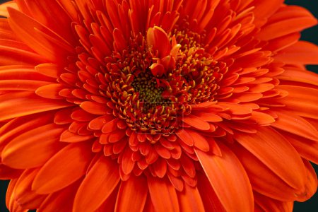Téléchargez les photos : Belle fleur de gerbera rouge sur fond sombre - en image libre de droit