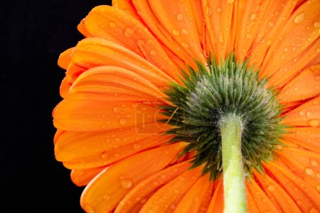 Téléchargez les photos : Belle fleur de gerbera orange sur fond sombre - en image libre de droit