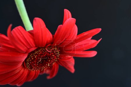 Photo for Beautiful red gerbera flower on dark background - Royalty Free Image