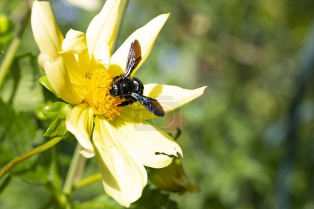 Téléchargez les photos : Gros plan de abeille assis sur de belles fleurs jaunes - en image libre de droit