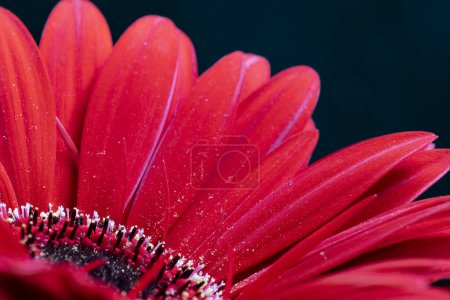Foto de Hermosa gerbera roja sobre fondo negro, de cerca - Imagen libre de derechos