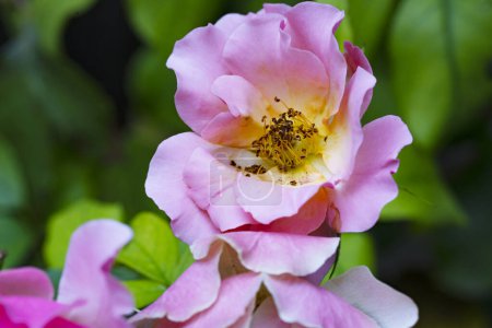 Téléchargez les photos : Roses roses dans le jardin - en image libre de droit