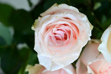 Foto de Rosas blancas y rosas en el jardín - Imagen libre de derechos