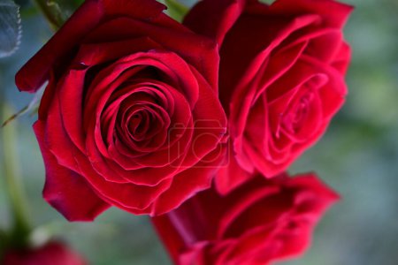 Foto de Rosas rojas en el jardín - Imagen libre de derechos