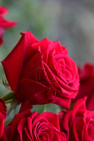Téléchargez les photos : Roses rouges dans le jardin - en image libre de droit