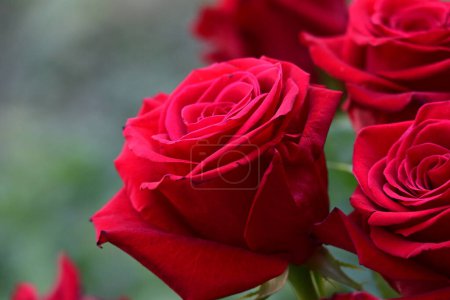 Photo for Red roses in the garden - Royalty Free Image