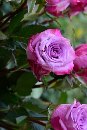 Photo for Pink roses in the garden - Royalty Free Image