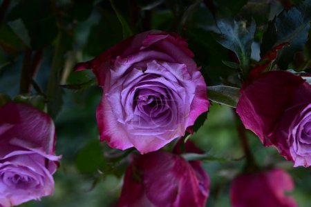 Foto de Rosas rosadas en el jardín - Imagen libre de derechos