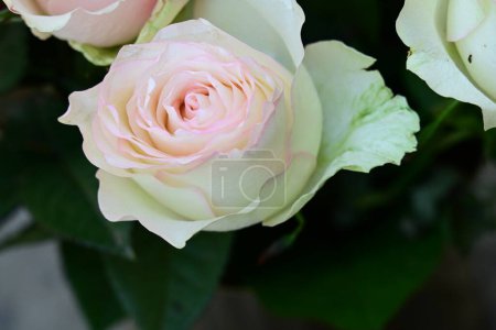 Téléchargez les photos : Roses blanches et roses dans le jardin - en image libre de droit