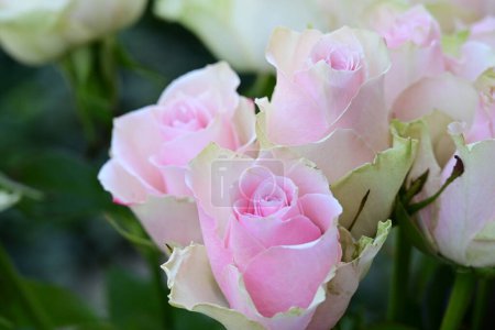 Foto de Rosas blancas y rosas en el jardín - Imagen libre de derechos