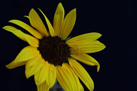 Photo for Beautiful yellow sunflower on the dark background - Royalty Free Image