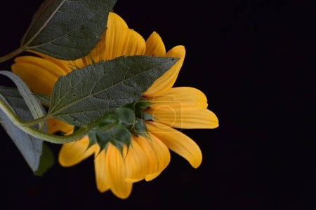 Téléchargez les photos : Beau tournesol jaune sur le fond sombre - en image libre de droit