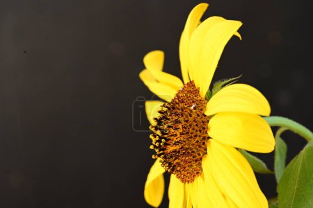 Foto de Hermoso girasol amarillo sobre el fondo oscuro - Imagen libre de derechos