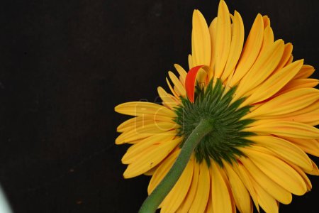 Téléchargez les photos : Gros plan de belle fleur de gerbera, concept d'été, fond sombre - en image libre de droit