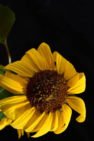 Photo for Beautiful yellow sunflower on the dark background - Royalty Free Image