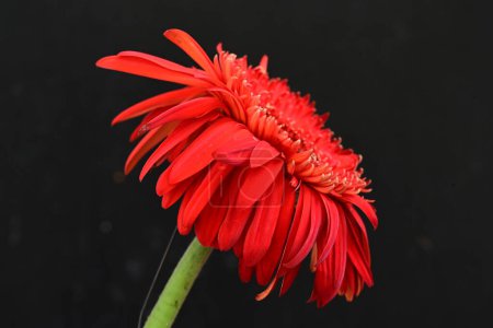 Foto de Primer plano de hermosa flor de gerberas, concepto de verano, fondo oscuro - Imagen libre de derechos