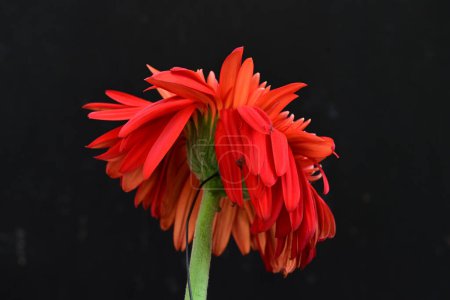 Photo for Close up of beautiful gerbera flower, summer concept, dark background - Royalty Free Image