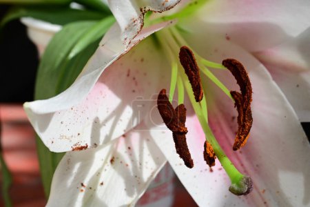 Foto de Hermosa flor de lirio, vista de cerca - Imagen libre de derechos