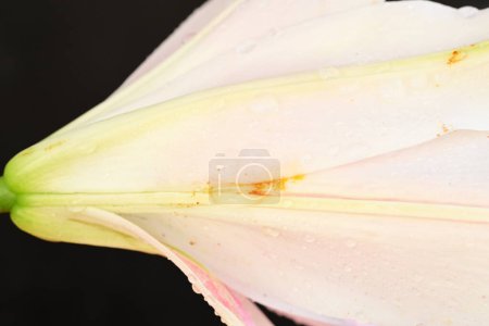 Photo for Beautiful lily flower, close up view - Royalty Free Image