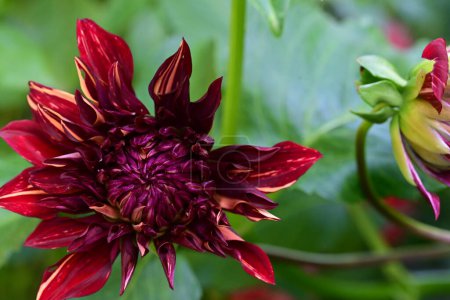 Téléchargez les photos : Gros plan de belle fleur dans le jardin - en image libre de droit