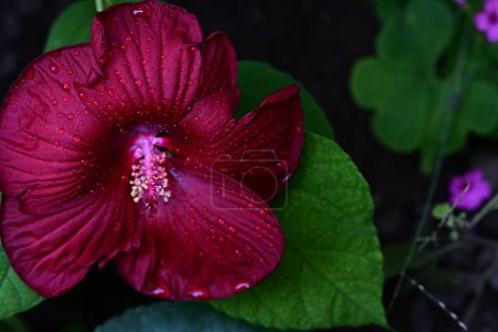 Foto de Hermosa flor de hibisco rojo en el jardín - Imagen libre de derechos