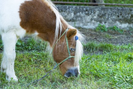 Foto de Pony pastoreo en la granja - Imagen libre de derechos