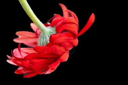 Photo for Beautiful  gerbera flower on dark background - Royalty Free Image