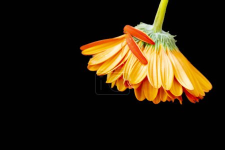 Téléchargez les photos : Belle fleur orange sur fond noir - en image libre de droit