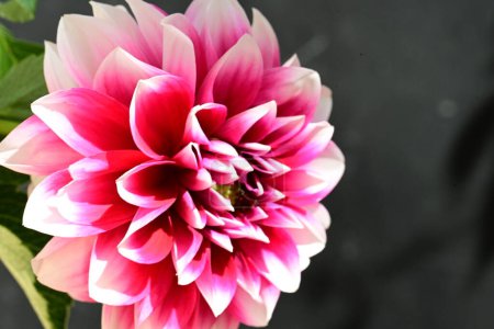 Foto de Hermosa flor brillante en el jardín - Imagen libre de derechos