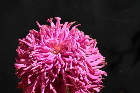 Foto de Hermosa flor brillante sobre fondo oscuro - Imagen libre de derechos