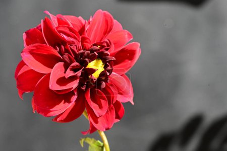 Photo for Beautiful bright flower in the garden - Royalty Free Image