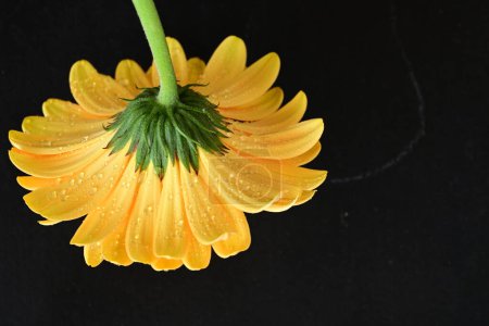 Photo for Beautiful  gerbera flower on dark background - Royalty Free Image