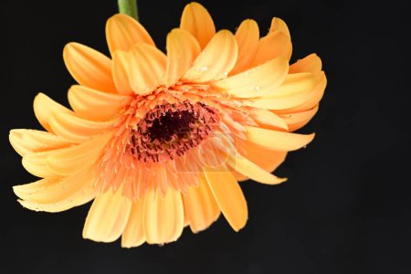 Foto de Beautiful  gerbera flower on dark background - Imagen libre de derechos